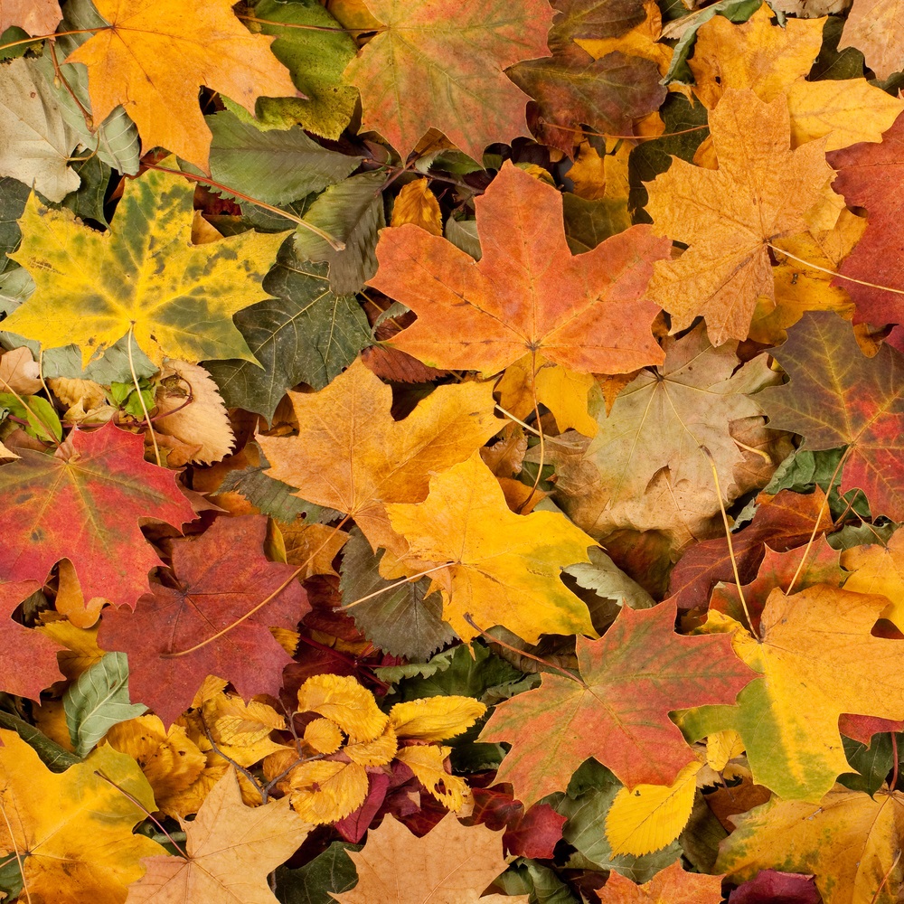 Colorful,Autumn,Background,(studio,Shoot,With,A,Natural,Stuff)