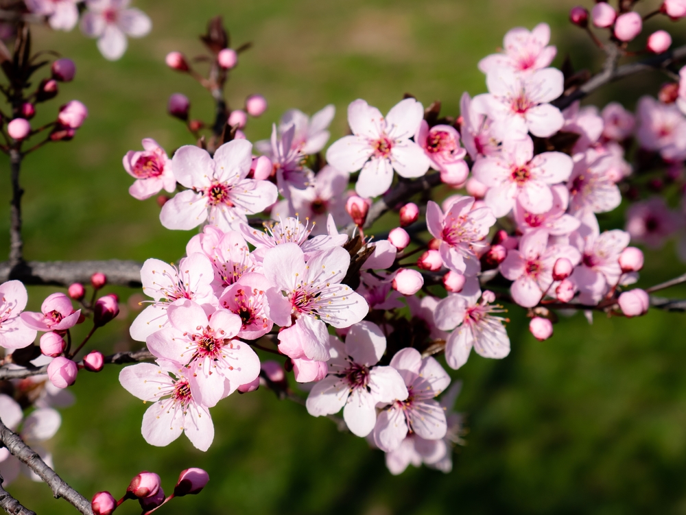 Almond Tree Blossoms, pink flowers on a branch with green background